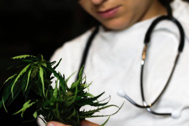 Defocus scientist or doctor in white lab coat holding bush of cannabis leaves CBD hemp extract stem. Alternative medicine or healthcare pharmacy concept. Black background. Out of focus clipart