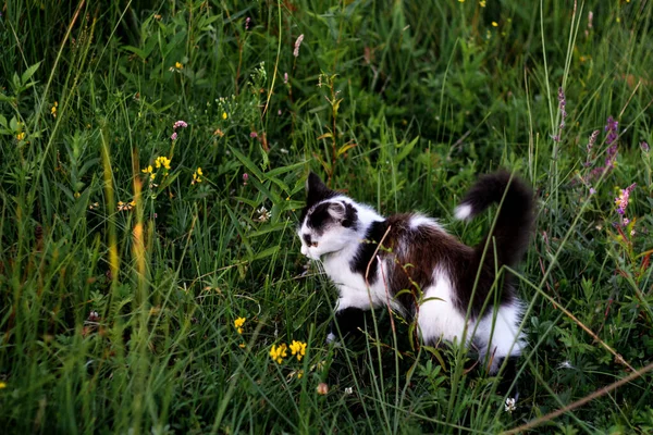 Gato preto e branco. Um pequeno gatinho preto e branco se senta na grama no gramado entre as flores silvestres. Um gato brincalhão está caçando no prado. Vista lateral pelas traseiras. Foco seletivo — Fotografia de Stock