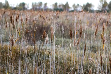 Kuru ot. Reed sonbahar çayırında, kamış tabakasında, kamış tohumlarında. Pastel sazlık tarlası. Asgari trend kavramı. Soyut doğal arkaplan, nötr renklerle güzel desen. Seçici odak.