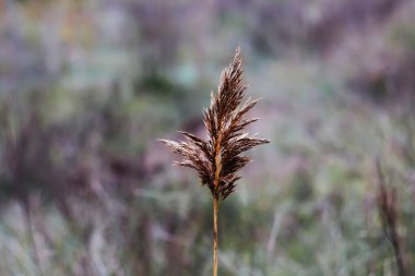 Bir kuru kamış kazığı. Doğaya yakın rüzgarda esen altın kulakların güzel sonbahar arka planı. Kapalı bej renkler. Seçici odak