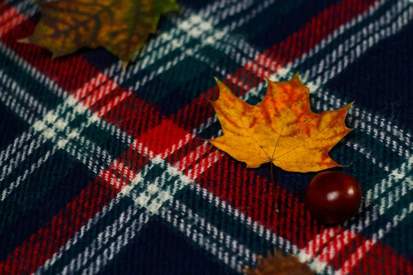 Desenfoque cerrar hoja de arce amarillo. Acogedor fondo otoño con bufanda a cuadros rojo hojas de arce, castaño, Diseño. Vista superior. Mock up Fuera de foco — Foto de Stock