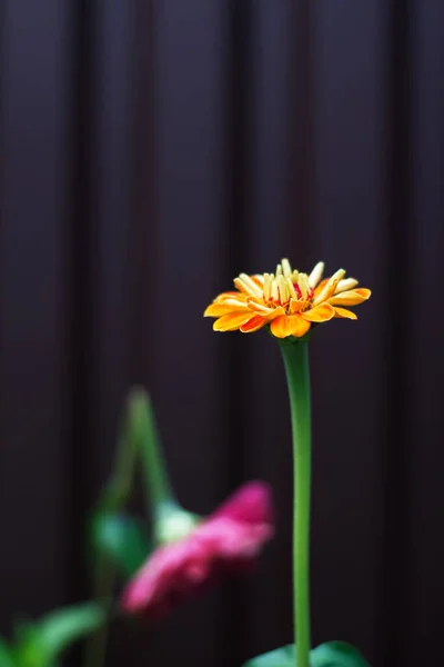 Krossad hjärtsymbol. Två rosa och orange zinnia blommor. Zinnia-blomman är bruten. Dimmig förgrund. En metafor för skilsmässa och obesvarad kärlek. Selektiv inriktning — Stockfoto