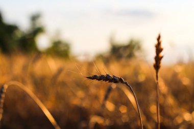 Dikenli altın rengi, arka ışıklandırması, doğal yaz arkaplanı. Güneş doğarken çekilmiş buğday tarlası fotoğrafı. Parıltı örtüsü. Seçici odak
