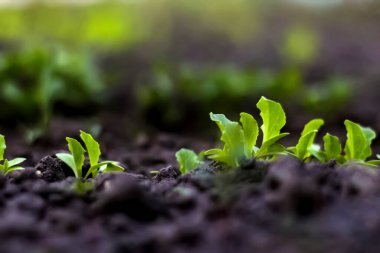 Toprakta taze marul filizleri yetişiyor. Evde bahçıvanlık. Sağlıklı organik sebzeler. Bulanık yeşil ve koyu gri arka plan. Yeşil salata. Yumuşak odak