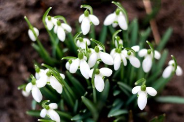 Bahar zamanı geçmişi. Üst Manzara. Ormandaki bir açıklıkta bahar çiçekleri. Kartopu, baharın sembolü. Galanthus, Galanthus nivalis. Yakın plan. Seçici odak