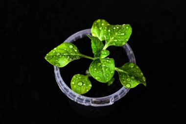 Yeşil filiz. Yeşil yapraklı yeşil bitkilerle zemin manzarası, doğa kavramını koruyor. Siyah arka planda gri toprak içinde yeşil biber filizi. Çevresel koruma. Seçici odak