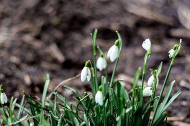 Kar damlaları. Yan görüş. Ormandaki bir açıklıkta bahar çiçekleri. Bulanık toprak. Kartopu, baharın sembolü. Galanthus, Galanthus nivalis. Yakın plan. Seçici odak