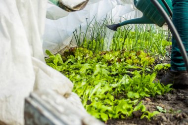 Odaklanmış kadın sulama bidonları yeşillik bitkisi. Kadın plastik yeşil sulama kutusu kullanıyor. Bahçedeki verimli topraklarda taze sebze ve otları sulamak, evde yatak organik gıdalar yetiştirmek. Odaklanma