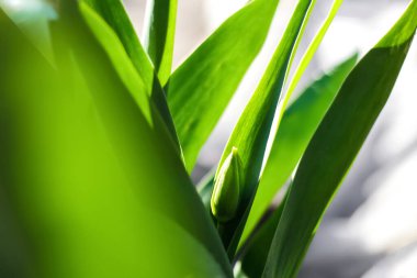Açık yeşil lale defocus. Güneş ışığı yeşil bahar arkaplanı. Güneşli bahar gününde kapalı çiçekli lale ve arka planda yeşil yapraklar. Odaklanamıyorum