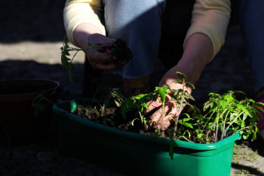 Domates fideleri. Yaşlı bir kadının eli, domates fidelerini toprakla birlikte yeşil kabın içine ekiyor. Tepside küçük domates tohumları. Güneş ve gölgeler. Seçici odak