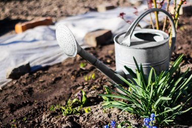 Su bidonu. Eski, paslı gri demir sulama tenekesi toprakta duruyor. Evde bahçıvanlık. Avlu. Ekme ve ekip biçme. İlkbahar. Bitki bakımı. Seçici odak