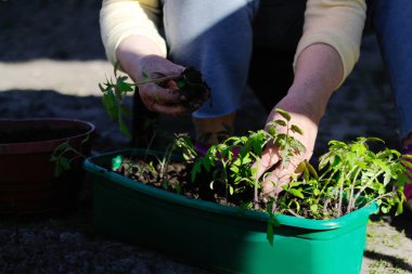 Genç domates bitkisini defocus. Yaşlı bir kadının eli, domates fidelerini toprakla birlikte yeşil kabın içine ekiyor. Tepside küçük domates tohumları. Güneş ve gölgeler. Odaklanamıyorum