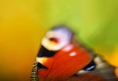 Tavus kuşu kelebeğinin güzel kanadı son derece yakındır. Parlak, yeşil ve sarı arkaplan. Resimli duvar kağıdı, mutluluk konsepti. Odaklanamıyorum