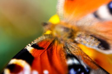 Tavus kuşu kelebeğinin güzel vücudunu defocus etmek son derece yakındır. Parlak, bulanık yeşil arka plan. Resimli duvar kağıdı, mutluluk konsepti. Parlak detaylarla kadife desenli. Odaklanamıyorum