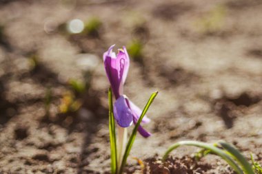 Güneşli havada bahçede bir safran çiçeği yetişir. Yatakta büyüyen mor bahar çiçeği. Bulanık kahverengi arka plan. Bokeh. Odaklanamıyorum