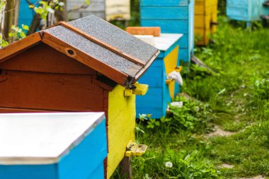 Bal üretimi için arı kovanındaki çiftlik kutularını kapatın. Renkli, eski, tahta arı kovanları arı kovanında kalır. Bal sağlıklı gıda ürünleri. Arıcılık için özel girişim. Seçici odak