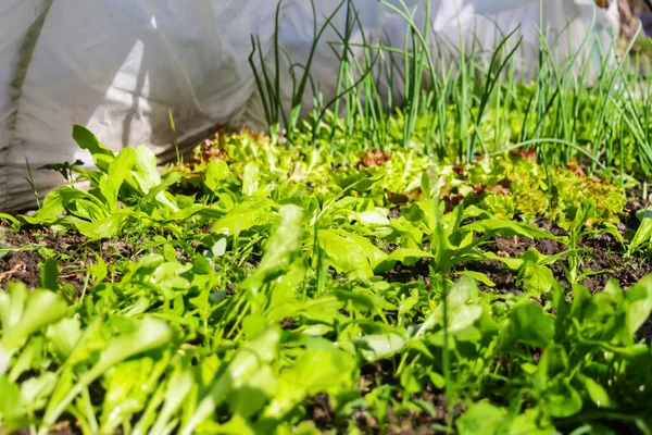 Yeşil sebze arka planında defocus. Soğan, pırasa, aragula, ıspanak, salata, marul. Kemerli güneş evinde yeşillik. Organik tarım, serada filizlenen tohumlar. Açık havada. Odaklanamıyorum.