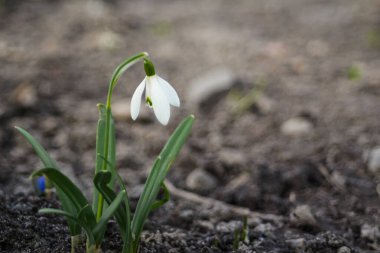 Bulutlu havada bahçede bir kar damlası yetişiyor. Bulanık kahverengi arka plan. Seçici odak ve keskinlik