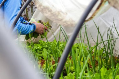 Defocus kadın bahçıvanı alçak tünel serasının yanında oturuyor. Marul salatasının soğanlarını hasat eden çiftçi. Serada yeşiller var. Bahçıvanlık ve tarım. Organik sebzeler. Odaklanamıyorum