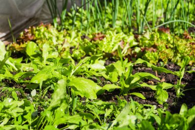 Defocus organik çiftlik sebze bahçesi. Soğan, pırasa, aragula, ıspanak, salata, marul. Kemerli güneş evinde yeşillik. Organik tarım, serada filizlenen tohumlar. Açık havada. Odaklanamıyorum