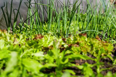 Söndürülmüş yeşil sebze bahçesi. Soğan, pırasa, aragula, ıspanak, salata, marul yetiştir. Kemerli güneş evinde yeşillik. Organik tarım, serada filizlenen tohumlar. Açık havada. Odaklanamıyorum.