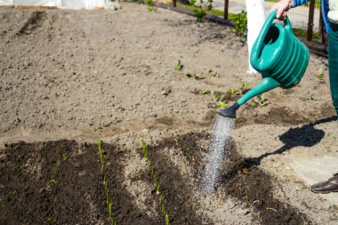 Defocus 'un yakın plan bahçıvanı yatağın yanında duruyor. Pırasa ve soğan sulayan çiftçi. Yeşiller. Bahçıvanlık ve tarım. Bulanık arka plan toprağı. Bir damla su. Yeşil sulama kutusu. Odaklanamıyorum.