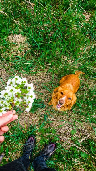 Cheerful Dog Red Spaniel Looks Owner Hand Holding Twig Blooming — Stock Photo, Image