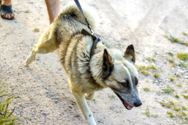 密集密猟犬西シベリアLaika 、空の関連品種は、動きの上を歩くのリースに焦点を当てる。アクティブな犬のゲーム。犬種は北方犬種。灰色の背景。集中できない — ストック写真