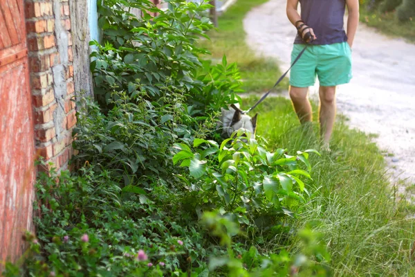 Déconcentrez-vous jeune homme avec son chien marchant en plein air pendant la journée d'été. Chien de chasse assis à travers de hautes herbes épaisses ou des mauvaises herbes à l'arrière-plan. Laïka sibérienne, husky. Hors foyer — Photo