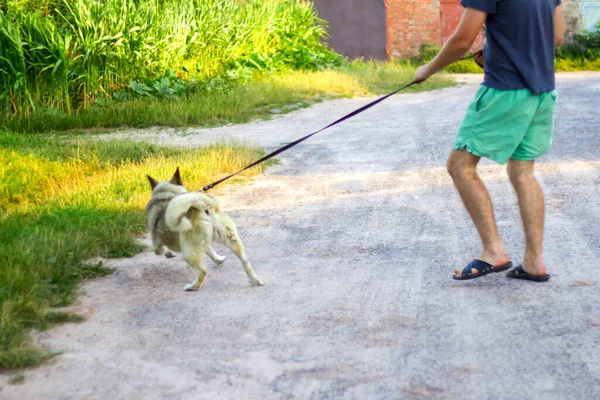 Молодой человек, гуляющий с собакой, сибирская лайка хаски, в деревне, в сельской местности. Лето, вид сбоку. Животное силой тащит хозяина. Не в фокусе — стоковое фото