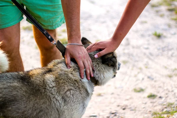 犬を撫でる人間の手、自信の信頼の概念、犬と人間の間の愛に焦点を当てる。飼い主は犬を優しく愛撫する。ペットケアの概念。ロープの上に閉じ込められたシベリアのライカハスキー。集中できない — ストック写真