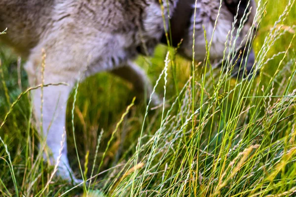 Defocus Closeup Siberian Laika Husky Leash Dog Smelling Hunting Garden — Stock Photo, Image