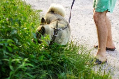 Yaz günü köpeğiyle dışarıda yürüyen genç adamın dikkatini dağıt. Arka planda uzun ve sık otların arasında oturan av köpeği. Sibirya laykası, Husky. Odaklanamıyorum. Odaklanma.