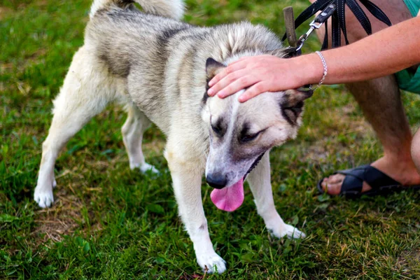 長い舌で紐の上に遊び心のあるシベリアのライカハスキーをクローズアップします 人間の手は犬を撫でて 自信の信頼の概念は 飼い主は犬を優しく愛撫する ペットケアの概念 集中できない — ストック写真