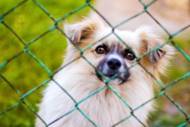 Yeşil metal çitlerin arasından bakan çimin üzerindeki Defocus Pekin köpeği. Çitin arkasında durup kameraya bakan bir köpeğin portresi. Evcil hayvan tek başına ağlıyor. Odaklanamıyorum.