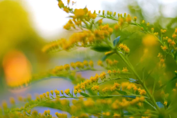 Defocus Blommande Kvastbuske Cytisus Scoparius Naturlig Bakgrund Med Gula Blommor — Stockfoto