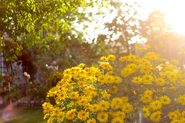 Αποπροσανατολίστε Λουλούδια Doronicum Φωτεινός Θάμνος Από Κίτρινες Μαργαρίτες Κήπου Ηλιοβασίλεμα — Φωτογραφία Αρχείου