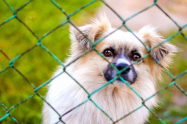 Yeşil metal çitlerin arasından bakan çimin üzerindeki Defocus Pekin köpeği. Çitin arkasında durup kameraya bakan bir köpeğin portresi. Odaklanamıyorum.