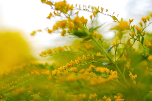 Defocus Blommande Kvastbuske Cytisus Scoparius Naturlig Bakgrund Med Gula Blommor — Stockfoto