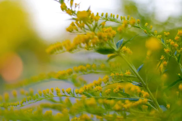 Defocus Blommande Kvastbuske Cytisus Scoparius Naturlig Bakgrund Med Gula Blommor — Stockfoto