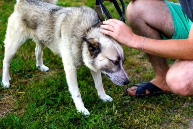 Defocus yakın plan itaatkar Sibirya laika husky tasmalı uzun dilli. İnsan eli okşayan köpek, güven konsepti, aşk. Sahibi nazikçe köpeğini okşuyor. Hayvan bakımı konsepti. Odaklanamıyorum.