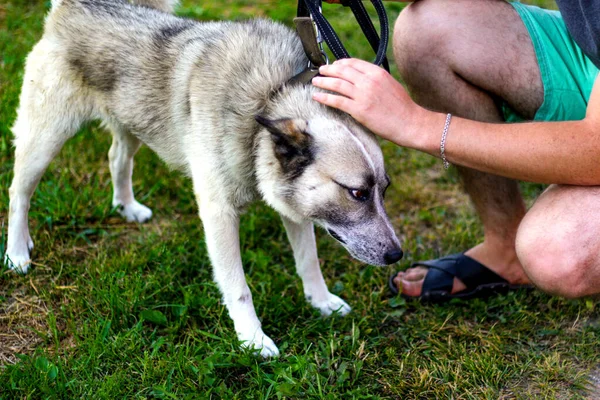 長い舌で紐の上に従順なシベリアのライカハスキーをクローズアップ 人間の手は犬を撫でて 自信の信頼の概念は 飼い主は犬を優しく愛撫する ペットケアの概念 集中できない — ストック写真