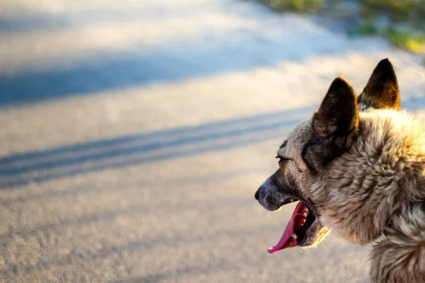 Defocus Close Back Husky Head Siberian Laika Yellow Grey Hair — Stock Photo, Image