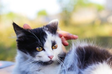 Dişi ellerin, sevimli siyah beyaz kediyi okşayıp okşaması, güzel sarı gözlü kedi yavrusu. Evcil hayvan sevgisi geçmişi. Kürklü tüylü memeli hayvan. Odaklanamıyorum.