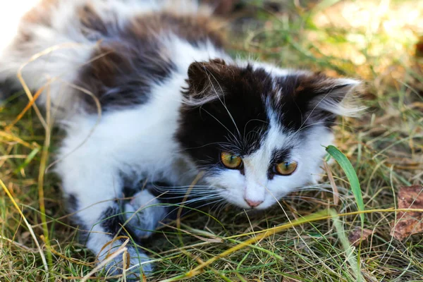 Defocus Cute Czarno Biały Kot Kotek Żółtymi Oczami Siedzi Trawie — Zdjęcie stockowe