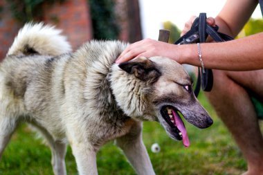 Defocus yakın plan kızgın Sibirya laika husky tasmalı uzun dilli. İnsan eli okşayan köpek, güven konsepti, aşk. Sahibi nazikçe köpeğini okşuyor. Hayvan eğitimi konsepti. Odaklanamıyorum.