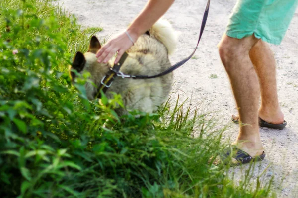 Yaz günü köpeğiyle dışarıda yürüyen genç adamın dikkatini dağıt. Arka planda uzun ve sık otların arasında oturan av köpeği. Sibirya laykası, Husky, tasmalı. Odaklanamıyorum