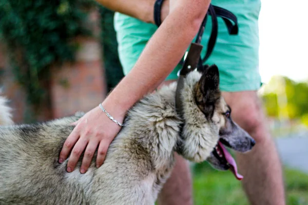 Defocus heureux sourire chien shaggy récompensé d'un coup. Une main d'homme caresse un drôle de husky. Amour pour les animaux de compagnie et concept d'amitié. Les animaux donnent des friandises à la main gros plan. Hors foyer — Photo