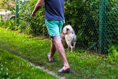 Defocus 'lu genç adam, Sibirya laika husky' si olan bir köpekle köyde, kırsalda yürüyor. Yaz zamanı, dikiz aynası. Evcil hayvan sahibini sürüklüyor. Bulanık yeşil doğa arka planı. Odaklanamıyorum.