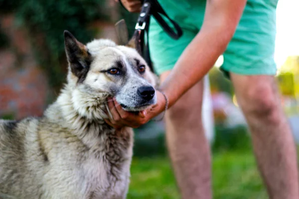 Defocus Close Angry Siberian Laika Husky Leash Brown Eyes Human — Stock Photo, Image